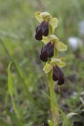 Ophrys lucana